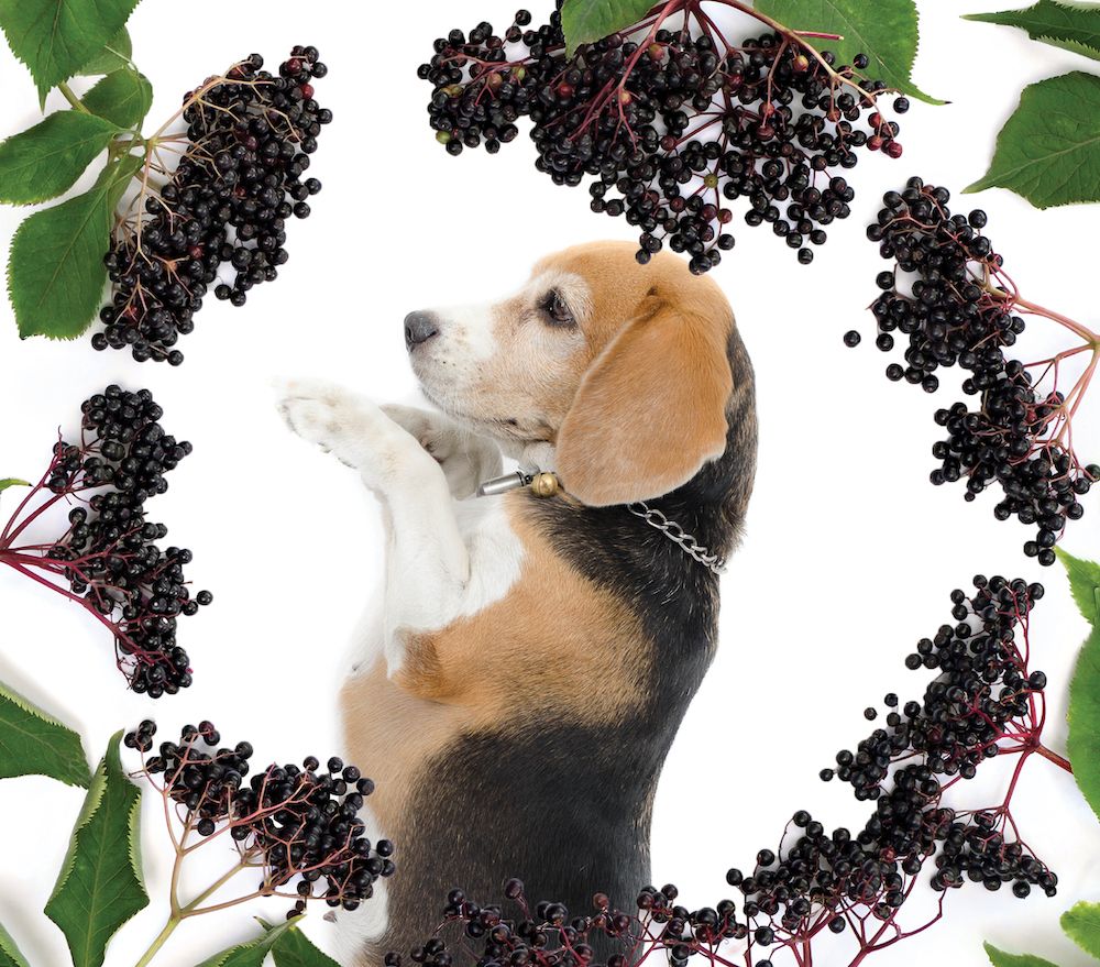 Mind Your Elderberries